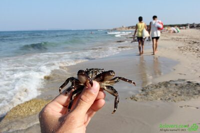 Picture tagged with: 2clovers.com, Beach, Es Cavallet Beach Part 1, Sexy Wallpaper